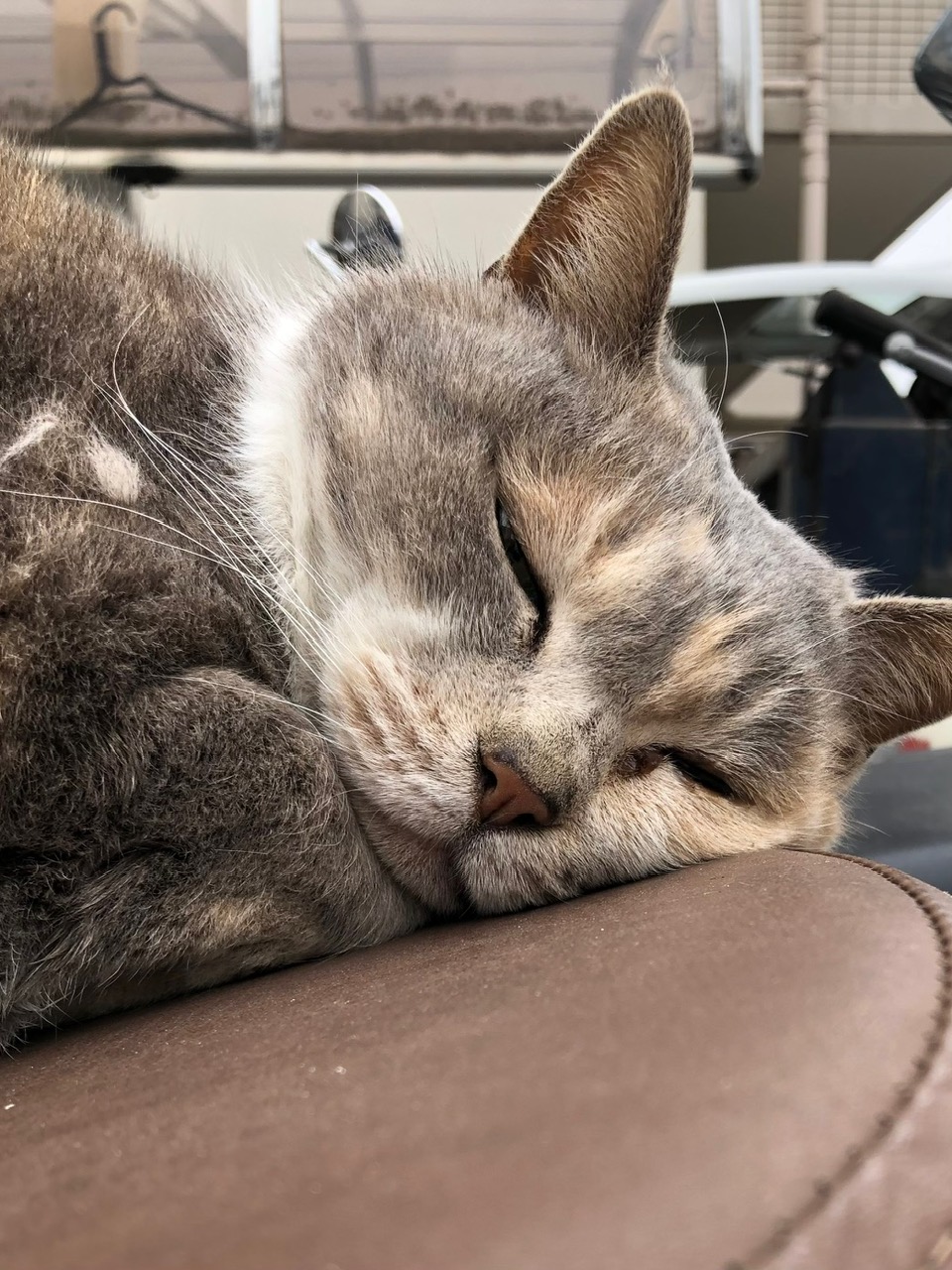 neko088